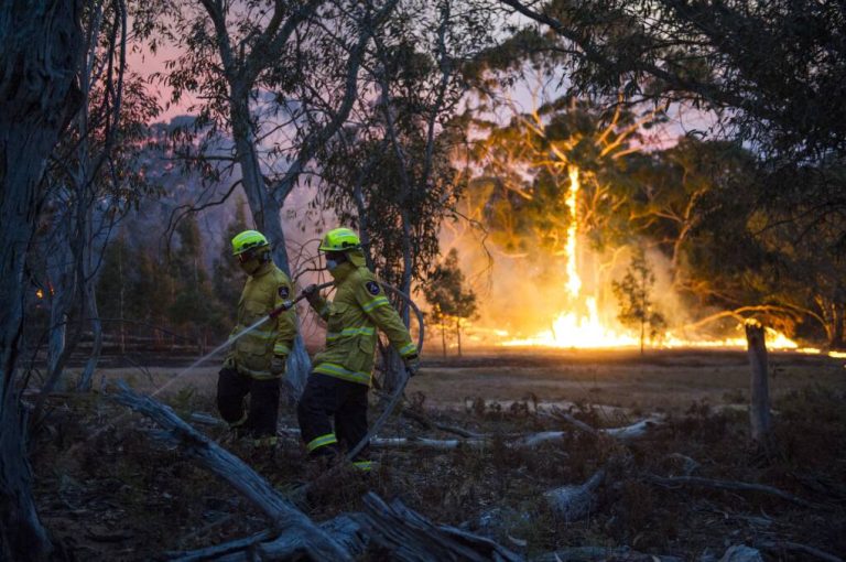 The Ultimate Guide to Bushfire Consultants in Newcastle