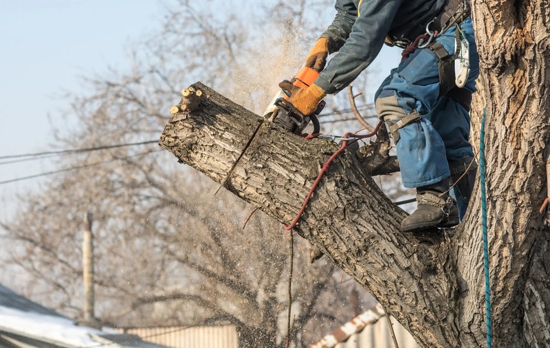 Quality Tree Removal Services in Springfield Neighborhoods