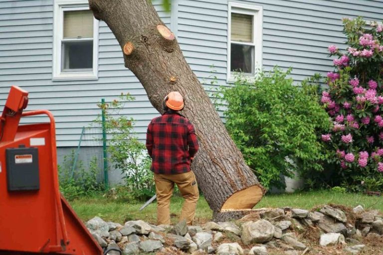 Expert Tree Service in Shelton for Tree Removal and Trimming