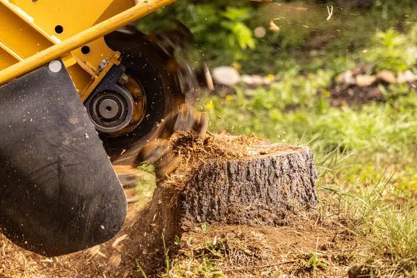 Professional Tree Cutting and Cleanup Service
