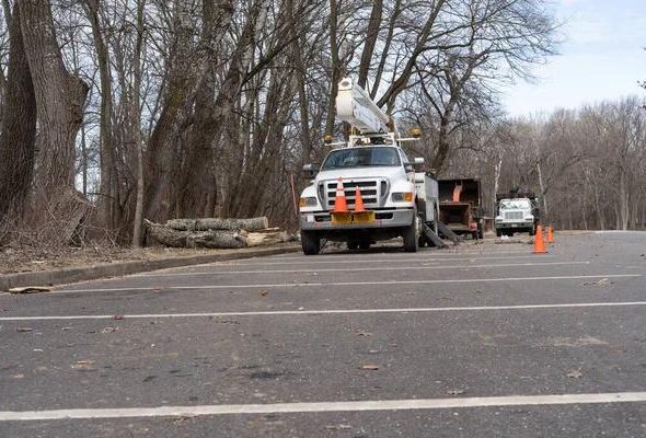 Tree Removal Services Near Me Quick & Safe Tree Solutions