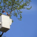 Explore Wiese Tree Service LLC for All Your Tree Care Needs