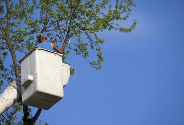 Explore Wiese Tree Service LLC for All Your Tree Care Needs