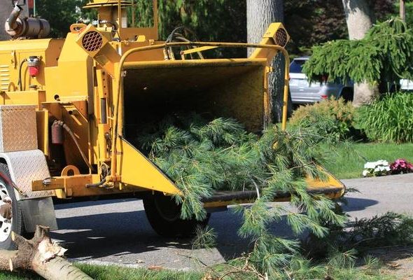Complete Tree Care Solutions for Every Season