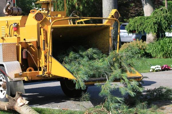 Complete Tree Care Solutions for Every Season