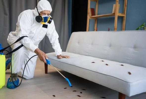 Effective Lawn Pest Control Treatments to Protect Your Grass and Outdoor Space